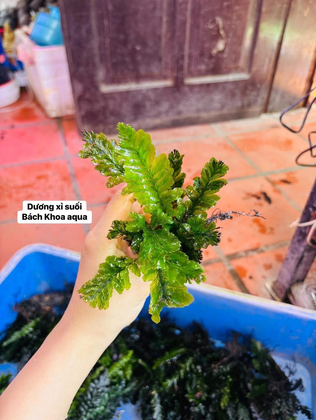 Cây dương xỉ suối hàng siêu khỏe đep cho bể cá